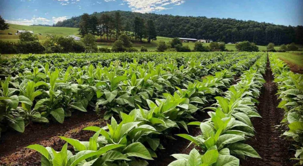 A farmer tending to tobacco plants in Brazil.