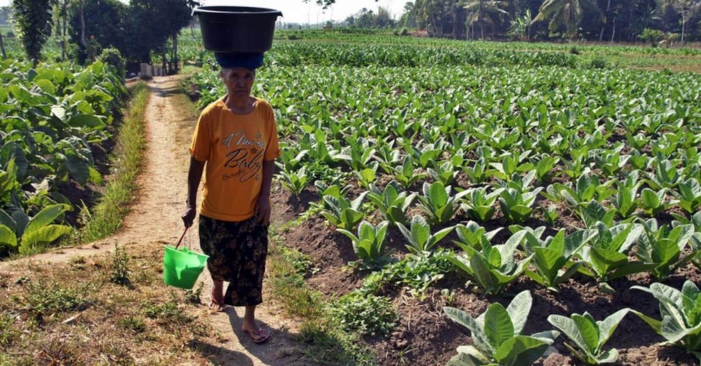 Indonesian tobacco farmer harvesting leaves
