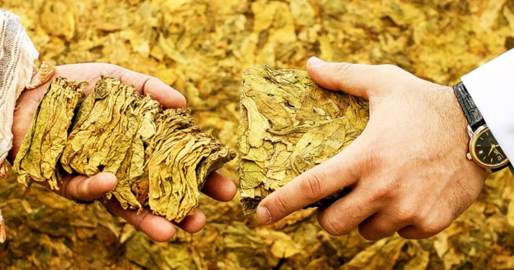 Traditional Izmir tobacco leaves