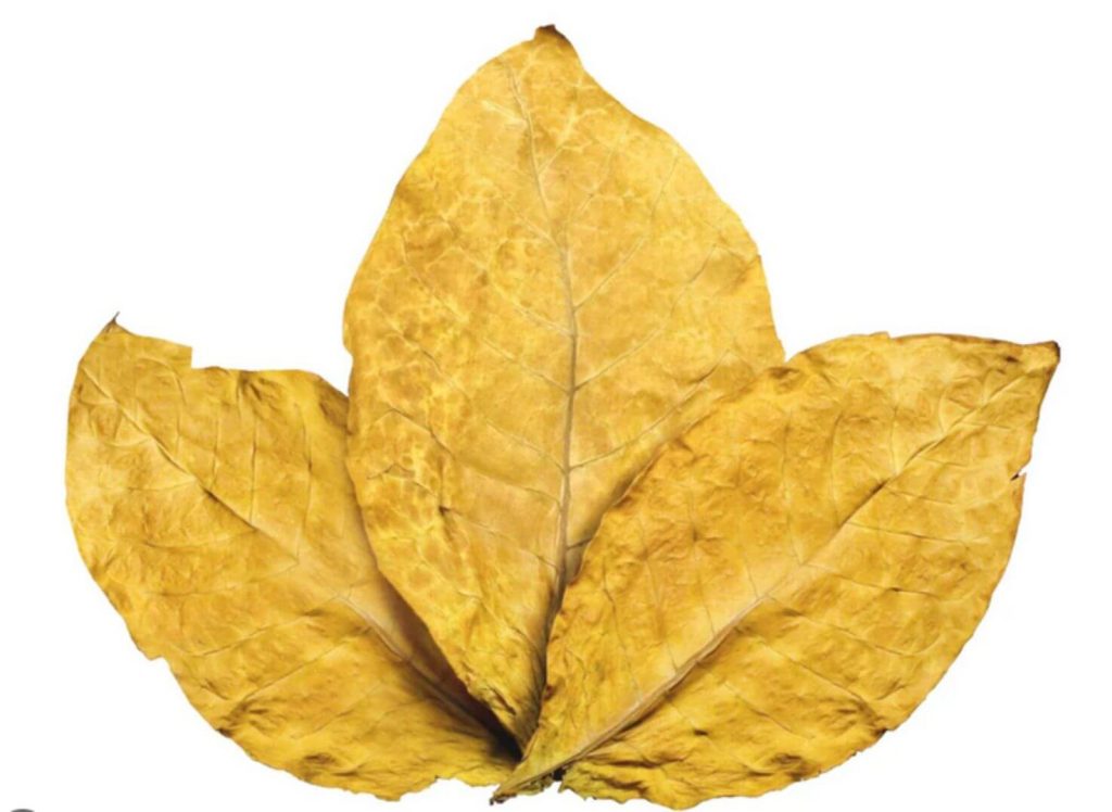 Close-up of tobacco gold leaf